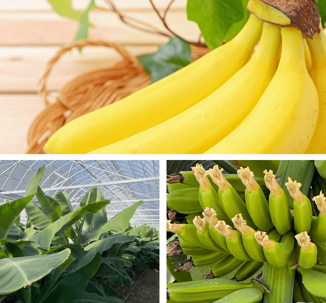 前橋産バナナ