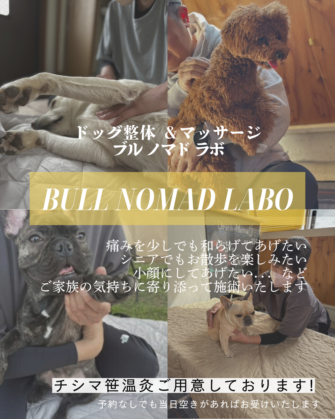 出張ドッグ整体 BULL nomad LABO